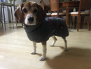Mäntel für kleine Hunde