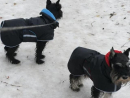 Mäntel für kleine Hunde